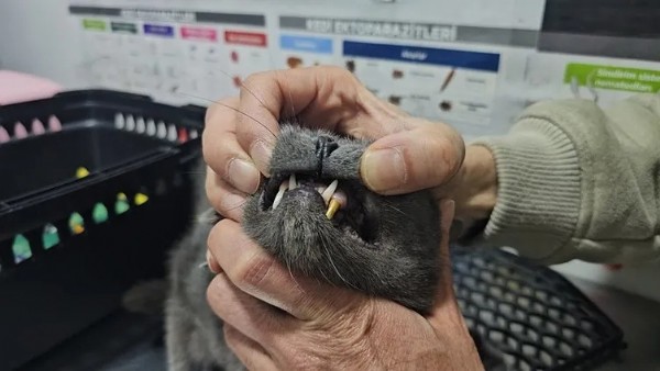 Türkiye'de bir ilk! “Hem bir ilki yaşayalım dedik hem de...'